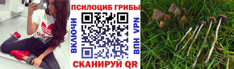 Галлюциногенные грибы GOLDEN TEACHER  Хвалынск 